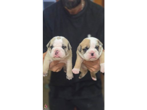 SEVİMLİ EGZOTİK İNGİLİZ BULLDOG av