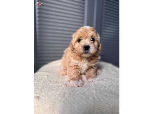 SEVİMLİ MALTİPOO
