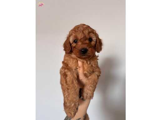 SEVİMLİ MALTİPOO 