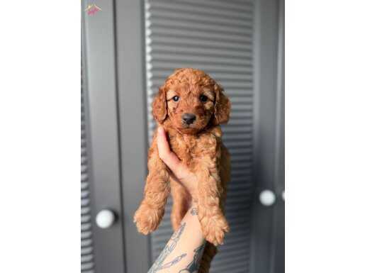 SEVİMLİ MALTİPOO 