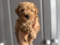 SEVİMLİ MALTİPOO 