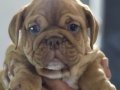 SEVİMLİ EGZOTİK İNGİLİZ BULLDOG