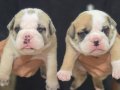 SEVİMLİ EGZOTİK İNGİLİZ BULLDOG av