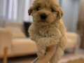 SEVİMLİ MALTİPOO 