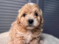 SEVİMLİ MALTİPOO