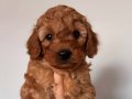 SEVİMLİ MALTİPOO 