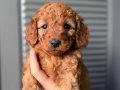 SEVİMLİ MALTİPOO 