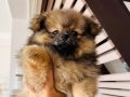 Dünya Tatlısı Pomerian Bebekler