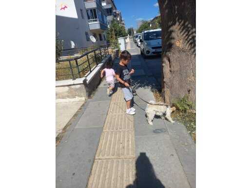 Eğitimli aşıları künyesi ve çipi tamdir