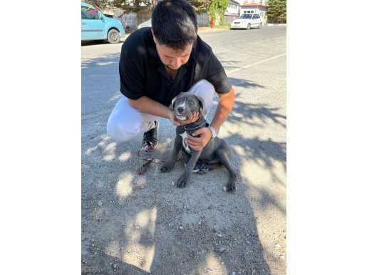 orjinal Cane corso blue 