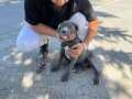 orjinal Cane corso blue 