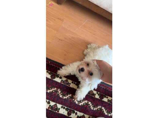 3 Aylık Maltese köpek