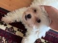 3 Aylık Maltese köpek