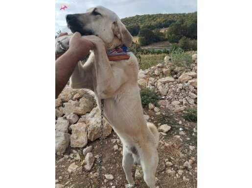 9 aylık kangal köpeği iyi bir bekçi köpeği 