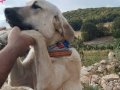 9 aylık kangal köpeği iyi bir bekçi köpeği 