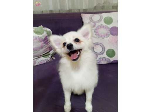 Acil! Mini-Kurt Yüzlü tatlım 