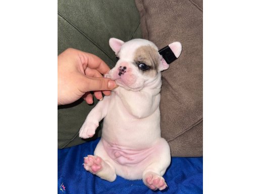 French buldog yavruları