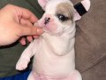 French buldog yavruları