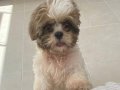 Tatlı köpeğimiz