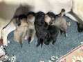 A kalite pug yavruları