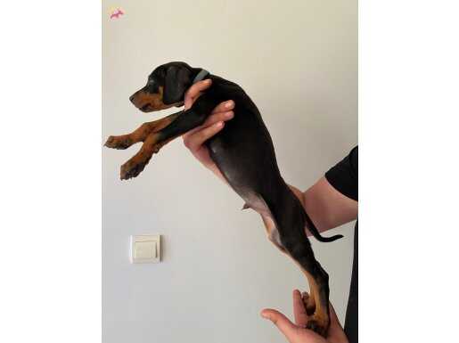 Safkan Alman Doberman