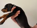 Safkan Alman Doberman