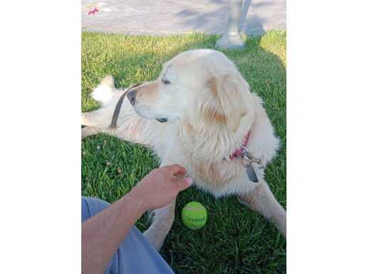 Ücretsiz Golden retriwer 