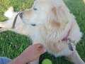 Ücretsiz Golden retriwer 