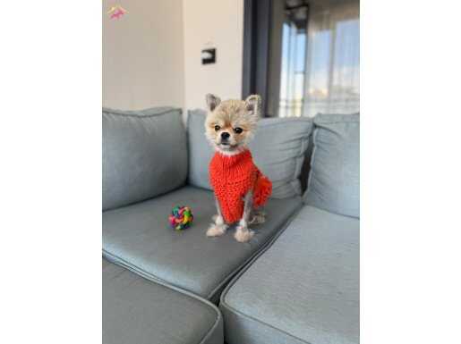 MAYSA'YA YUVA ARIYORUZ