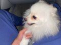pomeranian 7 aylık