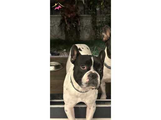 Oğlumuz Maskeye Yuva Arıyoruz