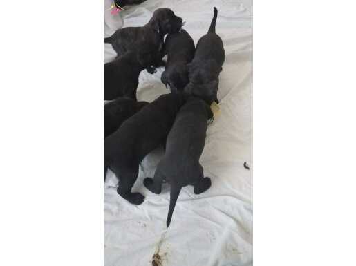 Cane Corso 2 aylık 