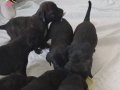 Cane Corso 2 aylık 