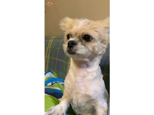 Dişi shih tzu oyuncak köpek 