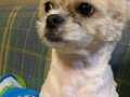 Dişi shih tzu oyuncak köpek 
