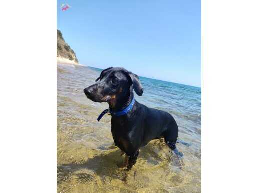 Bir siyah erkek bir kahve kız 14 aylık Doberman 