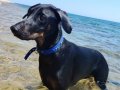 Bir siyah erkek bir kahve kız 14 aylık Doberman 
