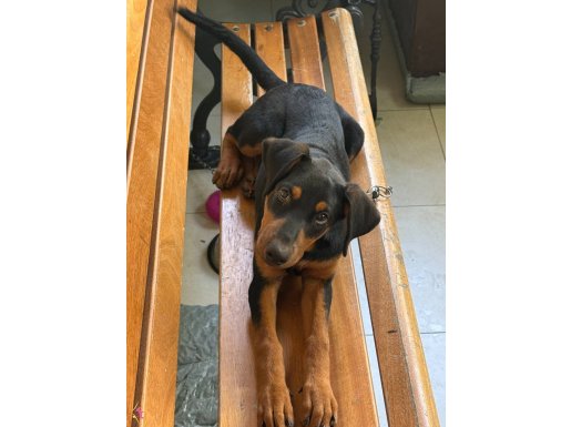 4aylık doberman tüm aşıları yapıldı