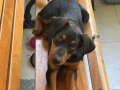 4aylık doberman tüm aşıları yapıldı