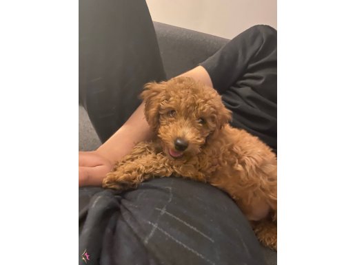 Poodle 3 Aylık - Erkek 