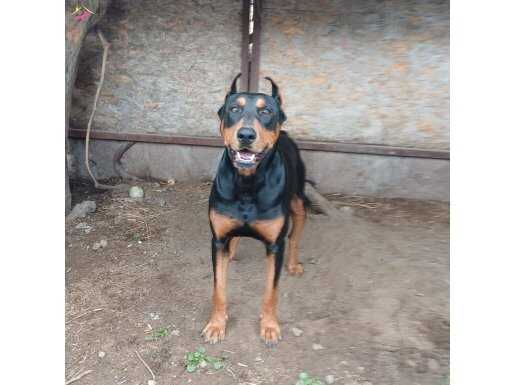 DAMIZLIK DİŞİ VE ERKEK SAF KAN