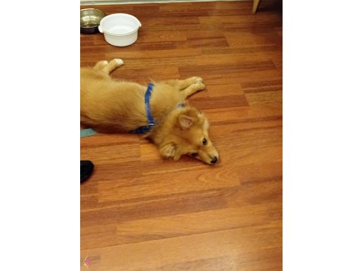 Pomeranian kırması 7 aylık erkek