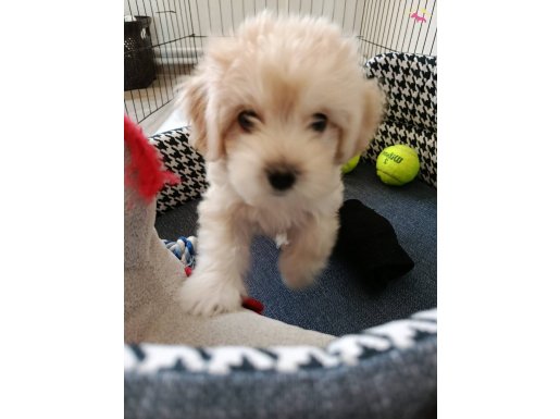 Maltipoo- 2 aylık erkek - Tuvalet eğitimi var