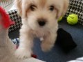 Maltipoo- 2 aylık erkek - Tuvalet eğitimi var