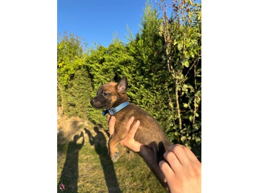 SAFKAN BEÇLİKA MALİNOİS DİŞİ