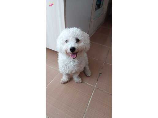 ERKEK MALTİPOO AŞILARI TAM