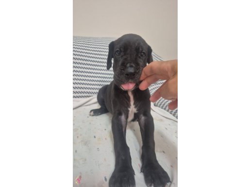 Yavrulara sicak yuva araniyor!!