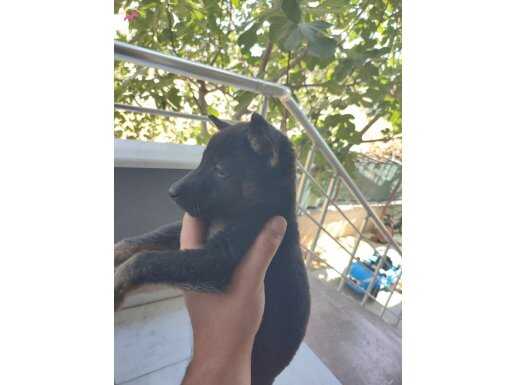 Kaliteli Safkan Belçika Malinois Yavrular 