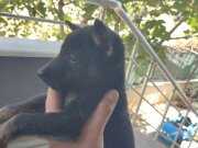 Kaliteli Safkan Belçika Malinois Yavrular 
