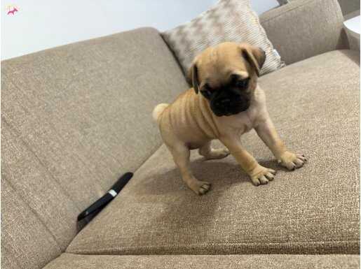 Yeni yuvasını arıyor yavrumuz 